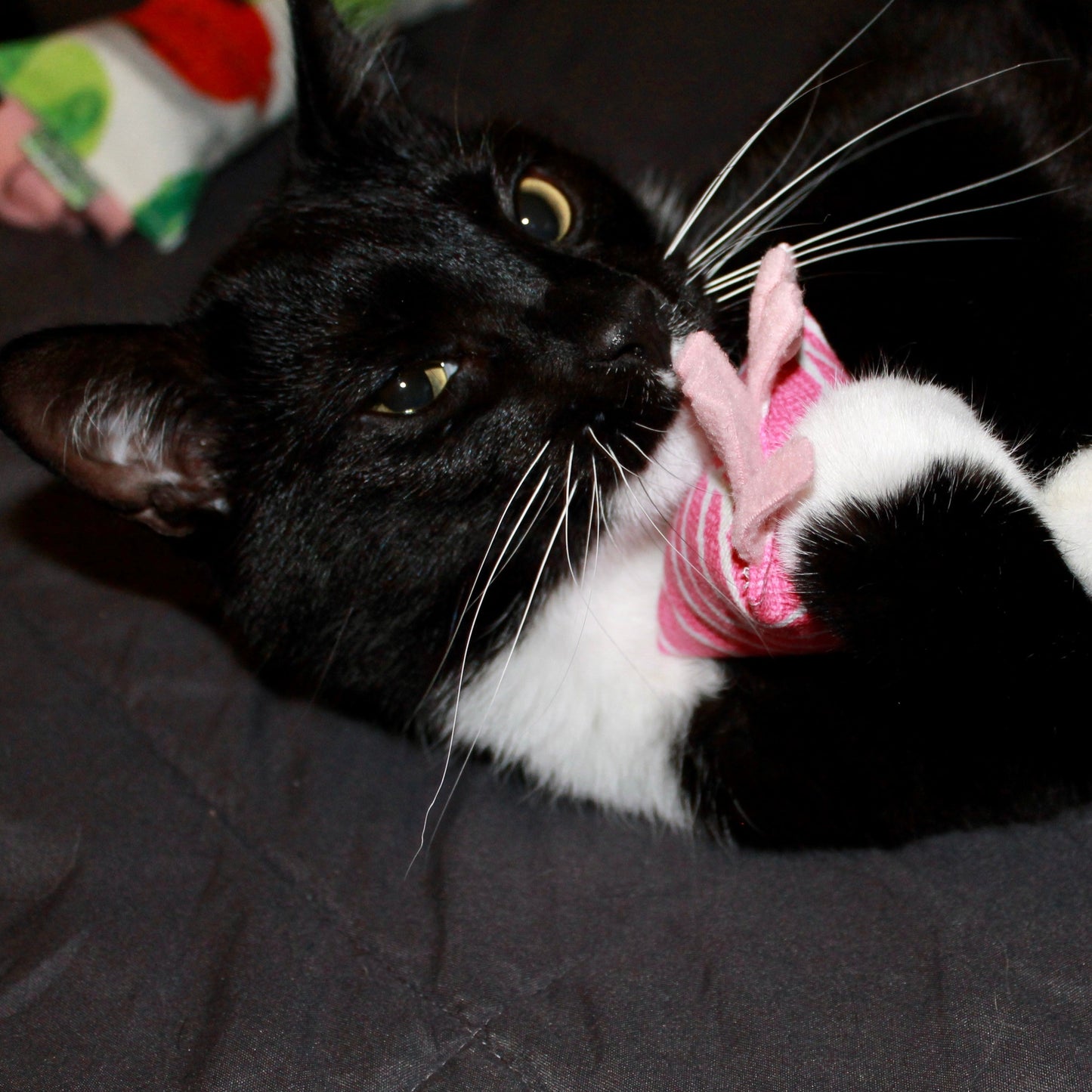 Kitty Catnip Bundle *SALE*