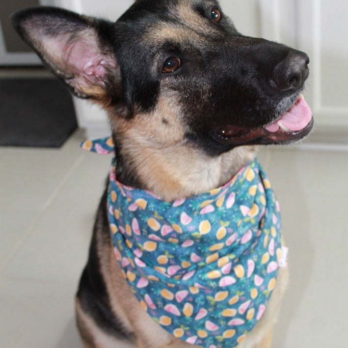 Breakfast Cat Bandana