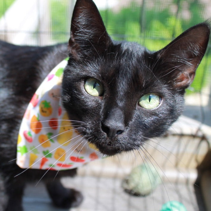 Breakfast Cat Bandana