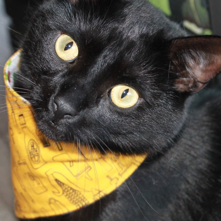 Breakfast Cat Bandana