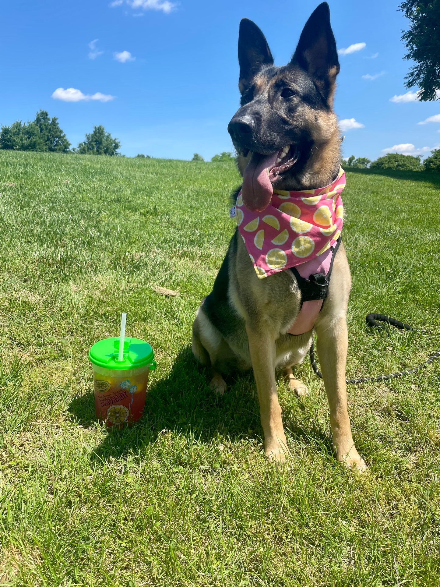 Watercolor Watermelon Double-Sided Pet Bandana LAST CHANCE